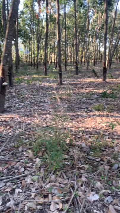 Bán rẫy cao su và mì tại Thị trấn Phú Thiện, Gia Lai - Đất đẹp, giá cả thỏa thuận