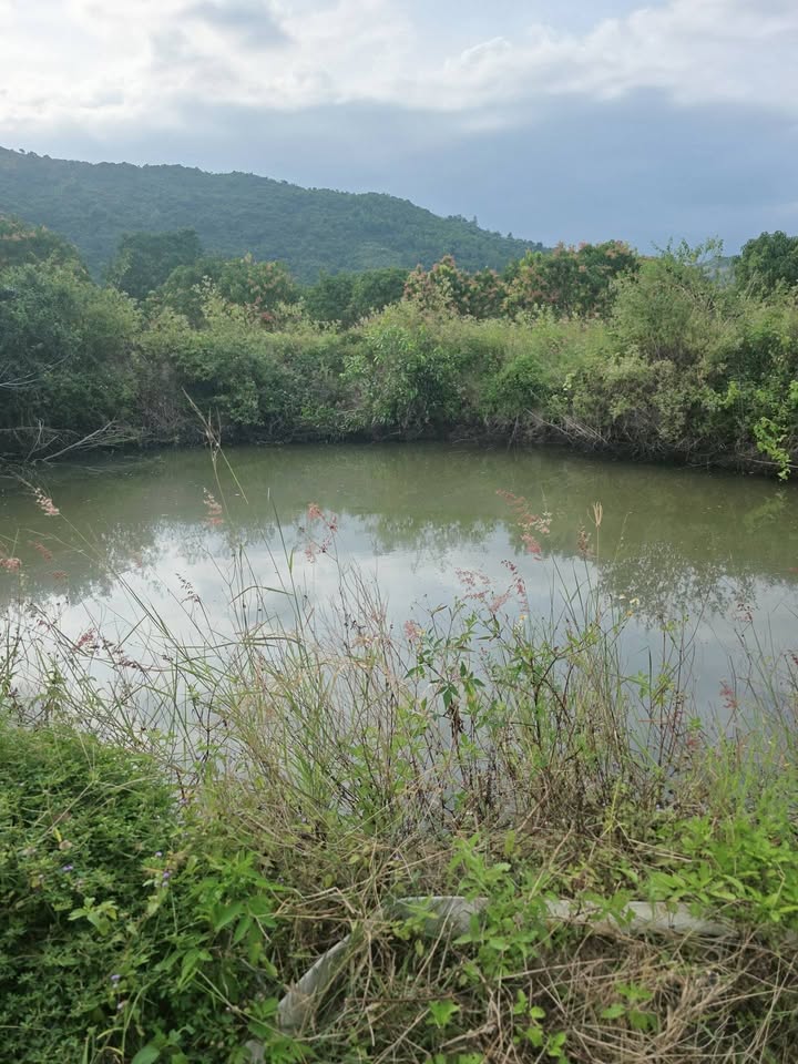 Đất Farm Cam Hiệp Bắc 28800m² giá 240 triệu/sào - Cơ hội đầu tư hấp dẫn!