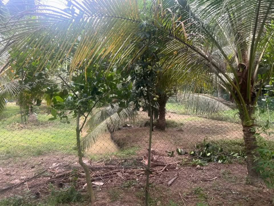 Đất vườn Bến Tre 30.000m² giá 1.35 tỷ - Sổ hồng chính chủ