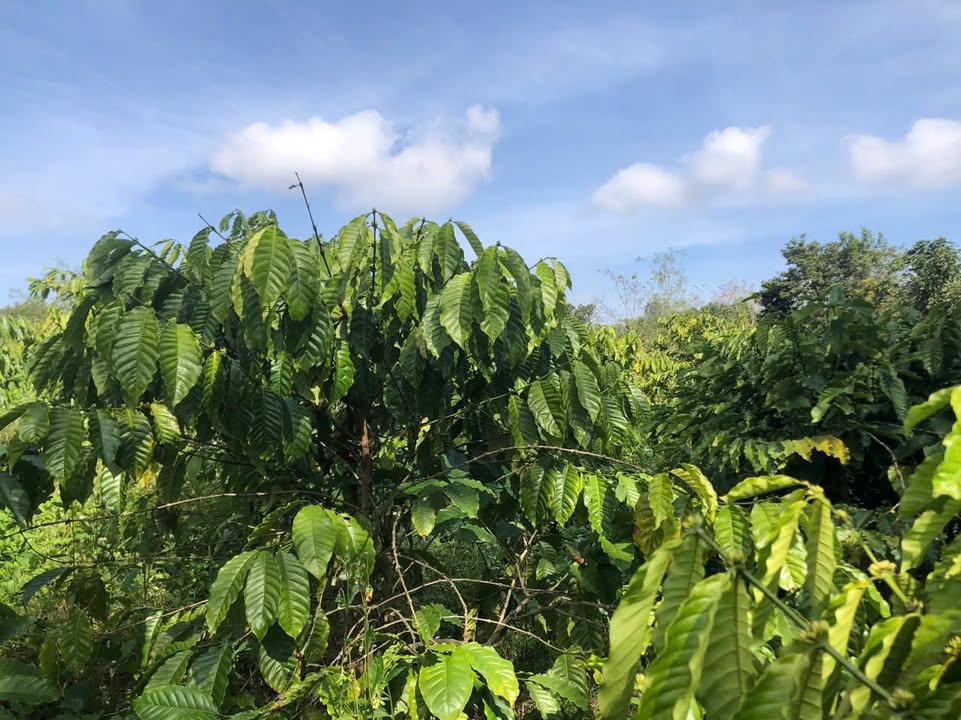 Farm 6.000m² tại Bình Thuận, Buôn Hồ - Đầy tiềm năng thu hoạch cà phê!