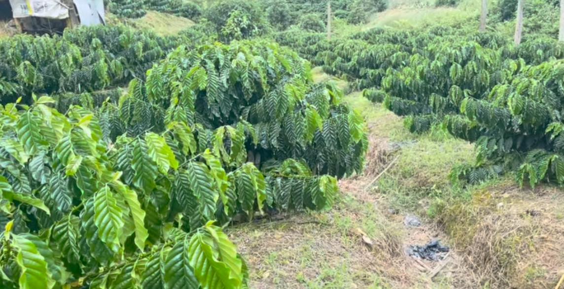 Farm thôn 12 Đạ Tông 30.000m² giá 1.02 tỷ - Đất đỏ đẹp, ôm suối!