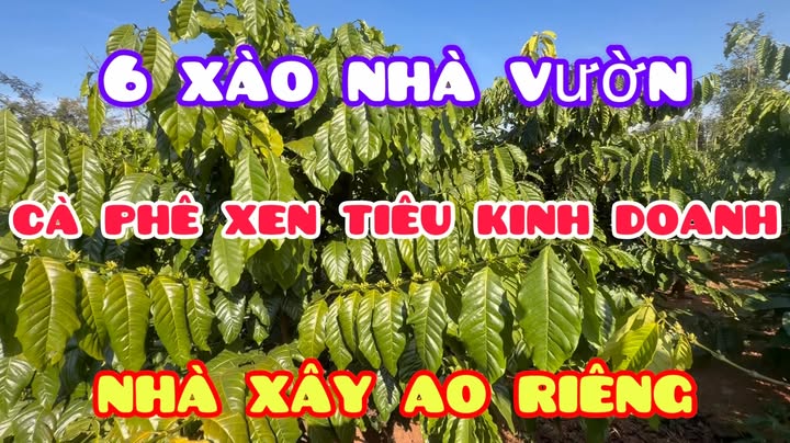 Đất vườn cà phê, tiêu 60,000m² tại Xã Nam Ninh giá 1.5 tỷ - Cơ hội đầu tư tuyệt vời!