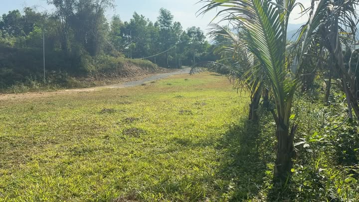 Lô đất Farm Hòa Ninh 8000m² giá 3.9 tỷ - View suối tuyệt đẹp!