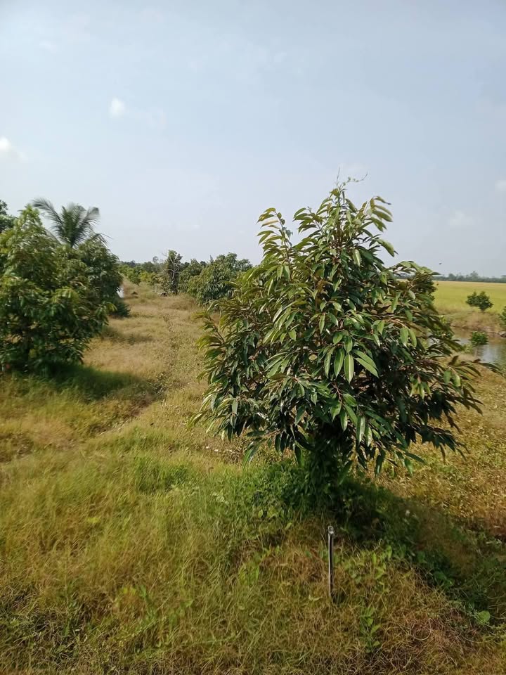 Đất vườn 12.000m² tại xã Phú Điền, Đồng Tháp - Giá chỉ 4.2 tỷ!