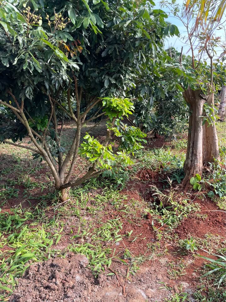 Đất nền 1ha tại xã Ea Kiết, huyện Cư M'gar - Giá 3.7 tỷ, mặt tiền đường lớn!