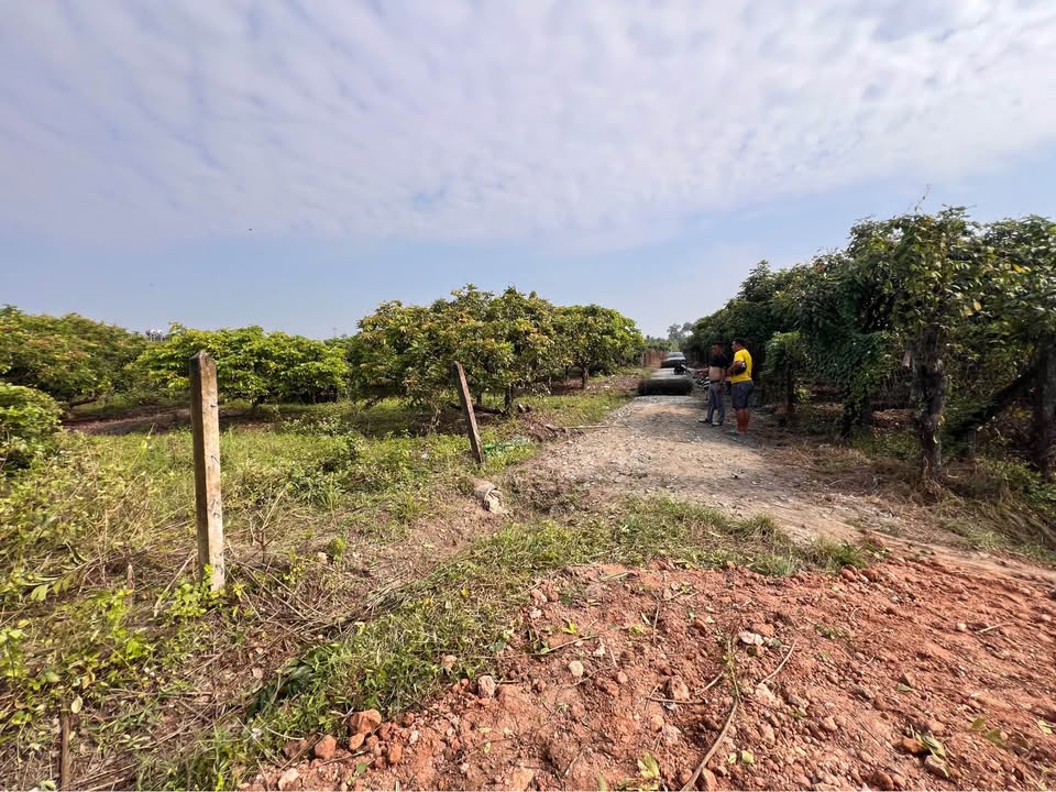 Đất thổ cư 2600m² tại ấp Thuận Tân, Tây Ninh - Giá 1 tỷ thương lượng!