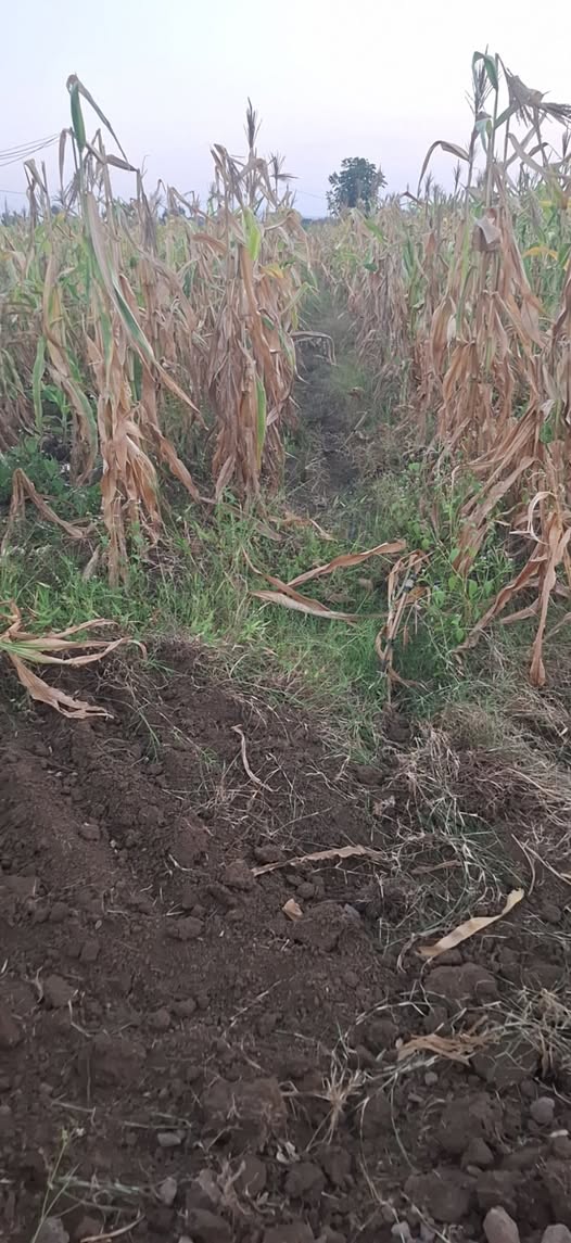 Đất nền 4320m² tại Xã Bà Điểm, Hóc Môn - Giá chỉ 1.1 tỷ, cơ hội đầu tư hấp dẫn!