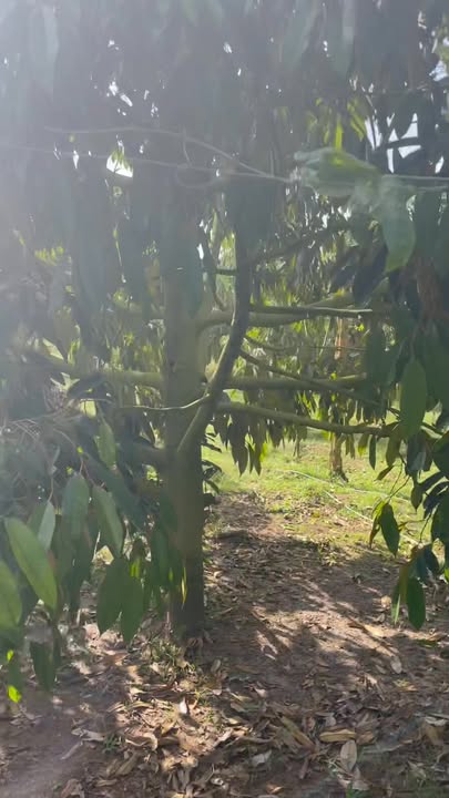 Đất thổ cư 400m² mặt tiền QL 29, Huyện Đông Hòa - Cơ hội đầu tư hiếm có!