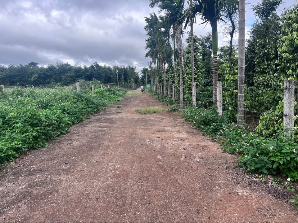 Đất thổ cư 396m² phường Tân An - Hẻm thông ô tô vào tận nơi, giá thỏa thuận!