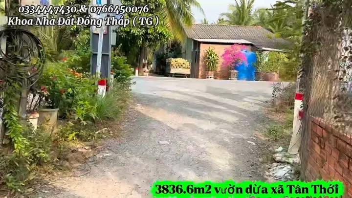 Bán vườn dừa xã Tân Thới 3837m² giá 1.995 tỷ - Sổ hồng riêng, cao ráo đẹp!