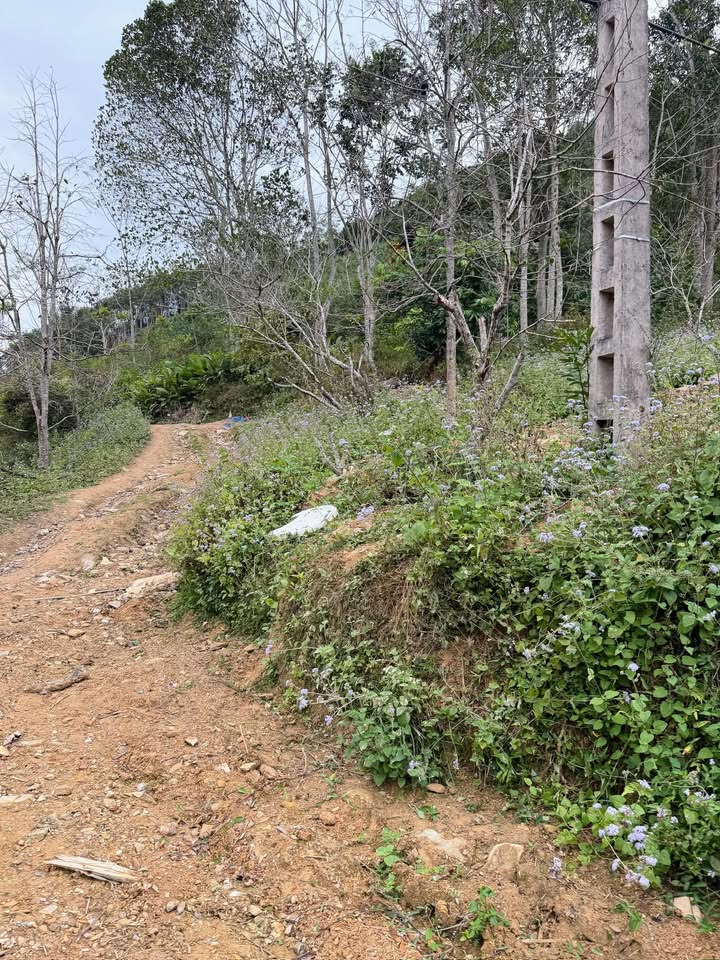 Đất nền 4000m² xã Côn Minh, Thái Nguyên giá 300 triệu - Cơ hội đầu tư lý tưởng!