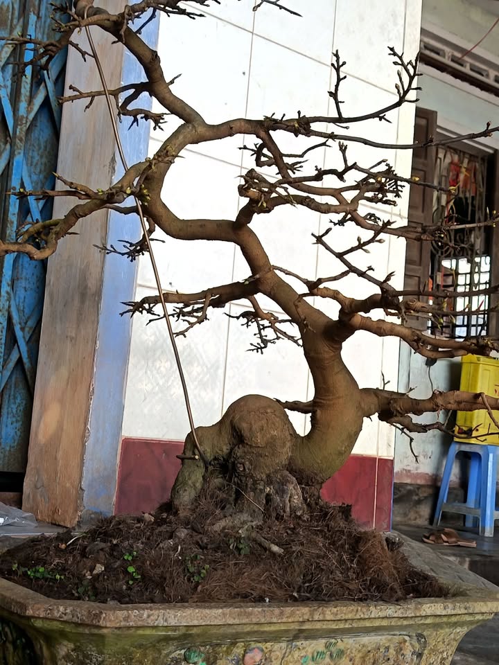 Lô đất vườn 10.000m² tại Canh Vinh, Bình Định - Chính chủ bán gấp!