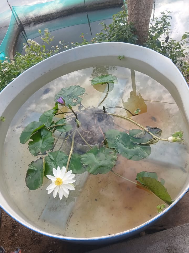 Đất thổ cư Lạc Bình, xã Ninh Thọ, 2160m² giá 2.376 tỷ - Cơ hội đầu tư tuyệt vời!