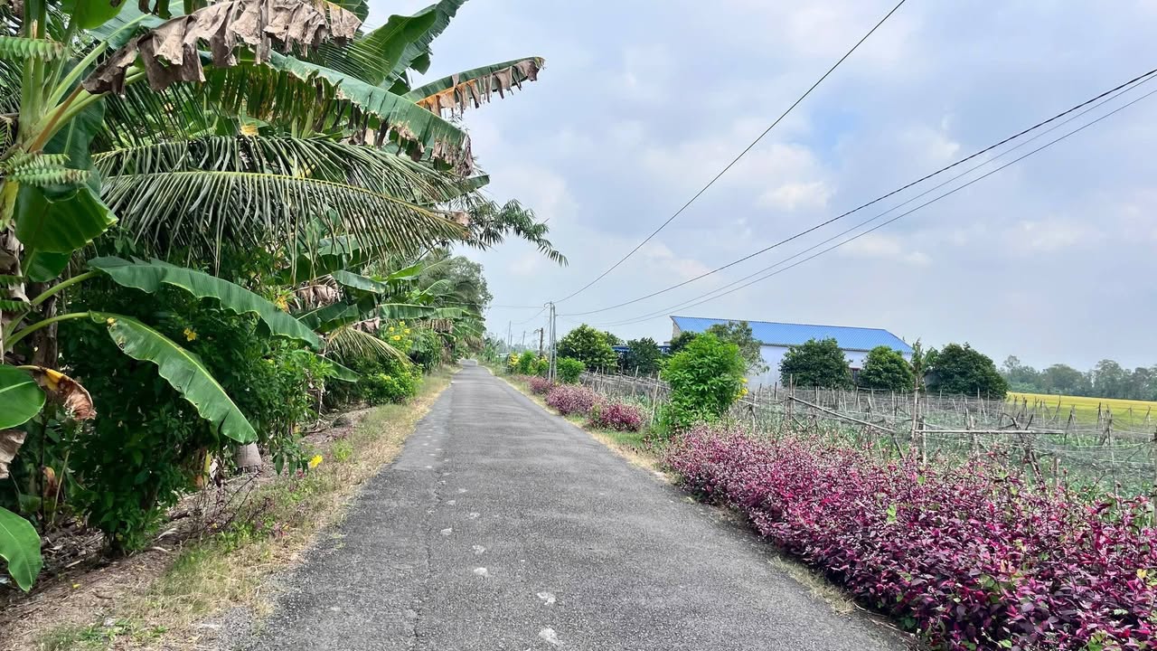 Đất nền ấp An Hưng, xã Đại Ngãi, 124m² giá 700 triệu - Cơ hội đầu tư tuyệt vời!