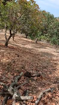 Lô đất rẫy 1,6 héc tại xã Tân Hoà, Buôn Đôn - Giá chỉ 1,35 tỷ!