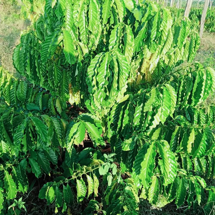 Đất Farm 2880m² tại Tân Hòa, Buôn Đôn - Giá chỉ 2.08 tỷ!