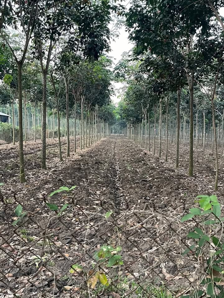 Đất Farm Huyện Củ Chi 10.000m² giá 7.5 tỷ - Đầu tư sinh lời ngay!