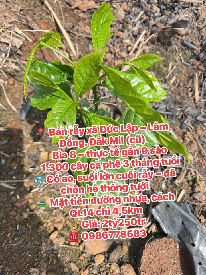 Farm bán gấp tại xã N'Thol Hạ, Lâm Đồng 8640m² - Giá chỉ 2.25 tỷ!