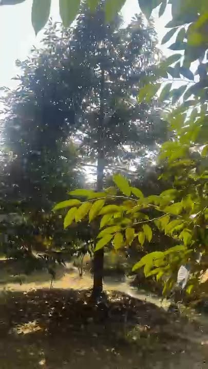 Farm cho thuê tại xã Tân Thới, huyện Phong Điền 6000m² - Đầu tư sầu riêng sinh lời!