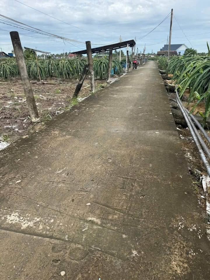 Đất nền 240m² tại Bờ Sen, Phú Ngãi Trị, Châu Thành - Giá chỉ 760 triệu, đầu tư sinh lời ngay!