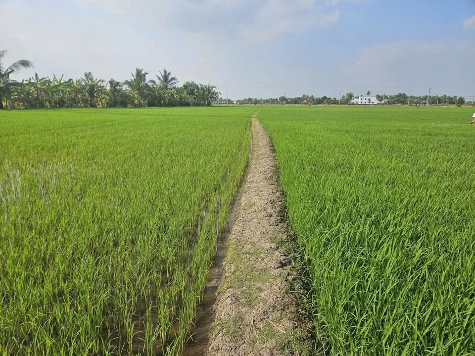 Đất nông nghiệp 1000m² tại Phước Đông, Cần Đước - Giá chỉ 390 triệu