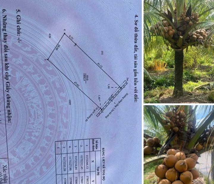 Đất vườn Nhựt Chánh Bến Lức 1000m² giá 850 triệu - Đầu tư sinh lời ngay!