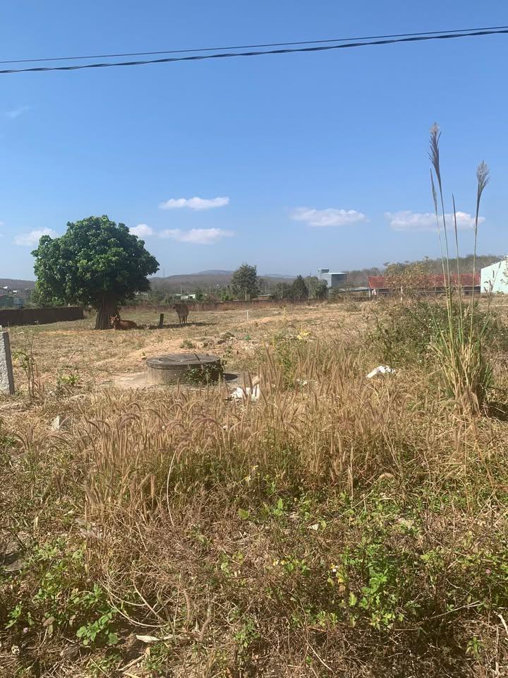 Đất nền Huyện Ngọc Hồi, 250m² giá 1.4 tỷ - Sổ đỏ chính chủ!