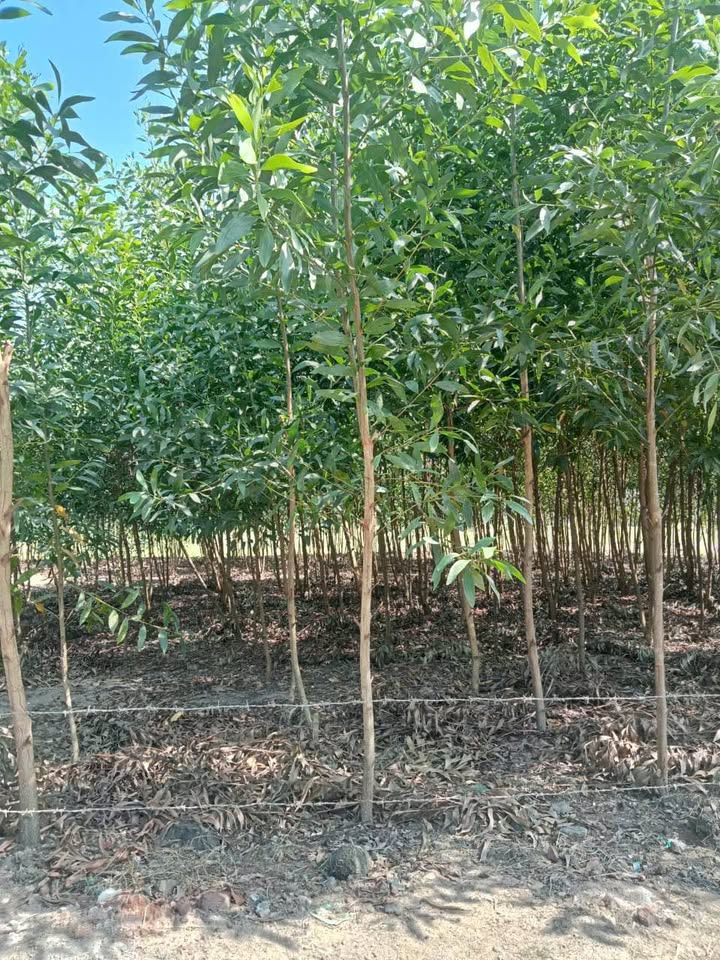 Đất nền Gia Canh Định Quán 450m² giá 1 tỷ - Chính chủ cần bán gấp!