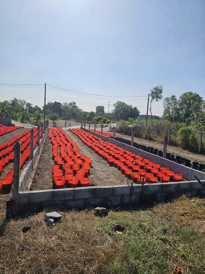 Đất nền Xã Hòa Phú Củ Chi 125m² giá 1.63 tỷ - Đầu tư sinh lời ngay!