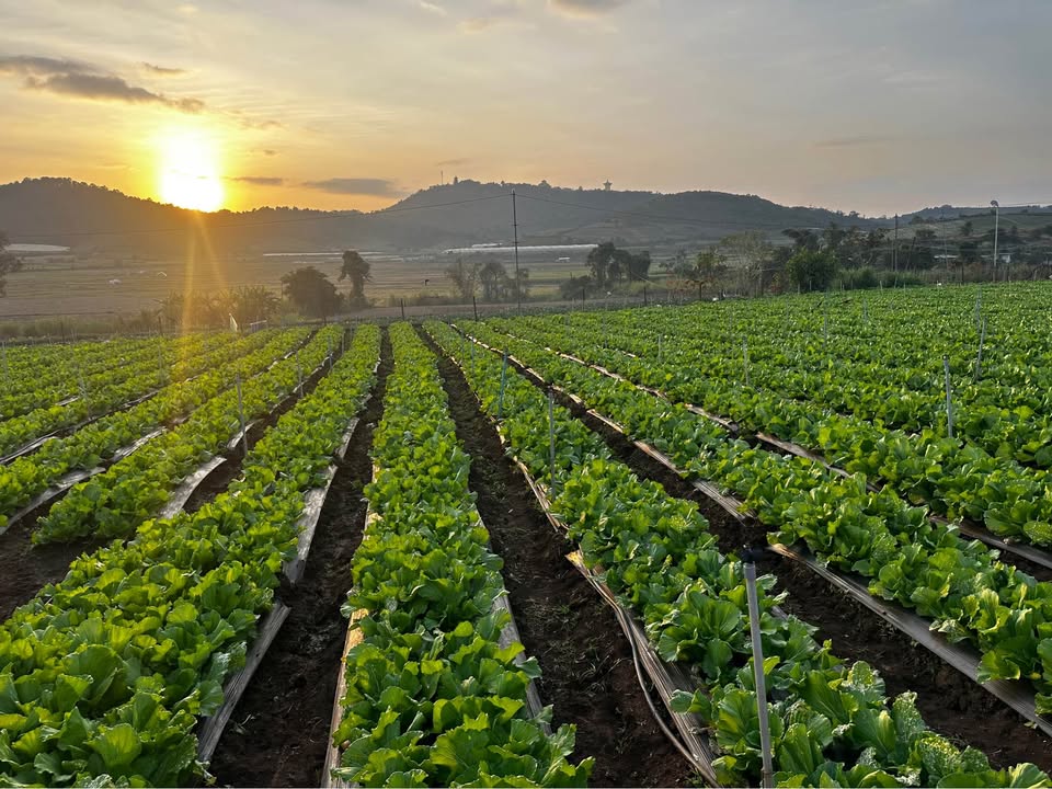 Đất nền Xã Đạ Ròn, Huyện Đơn Dương 40.000m² giá 1.8 tỷ - Sổ đỏ chính chủ!