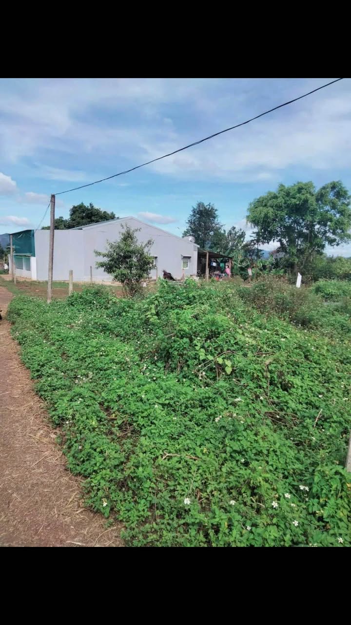 Đất nền làng Jut, Ia Dêr, 260m² giá 1.04 tỷ - Bán gấp trước Tết!