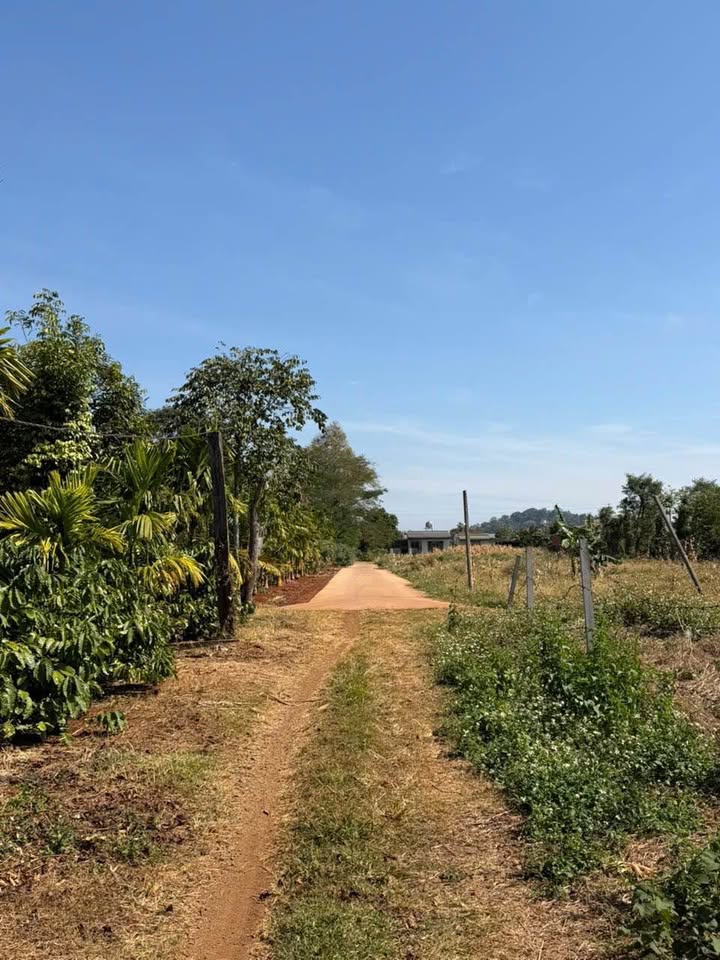 Đất thổ cư 250m² Thôn 3 Cư ÊBur chỉ 850 triệu - Đầu tư lý tưởng!