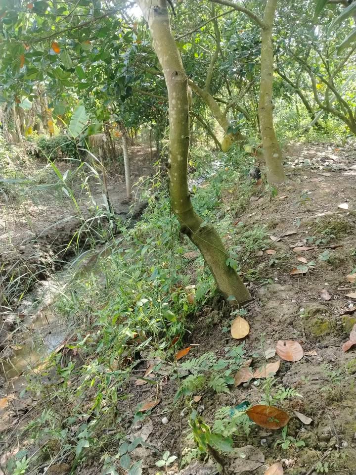 Đất nền 1080m² xã Bình Hàng Trung - Giá 1 tỷ, gần lộ nhựa!