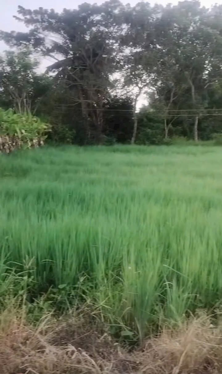 Đất nền mặt tiền đường ô tô Trần Đề 300m² giá 295 triệu - Cơ hội đầu tư tuyệt vời!