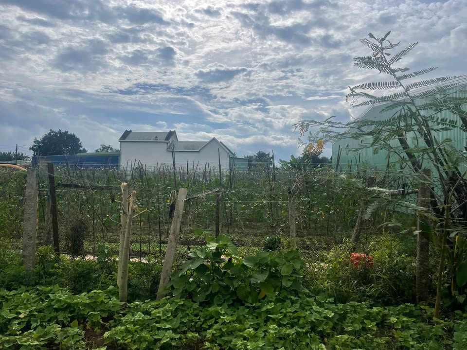 Đất thổ cư 70m² Nguyễn Tuân, Pleiku 152m² giá 600 triệu - Cơ hội đầu tư hấp dẫn!