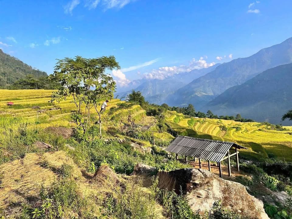 Đất nền Bản Tả Van, Sa Pa 2800m² giá 19.6 tỷ - View lúa và núi tuyệt đẹp!