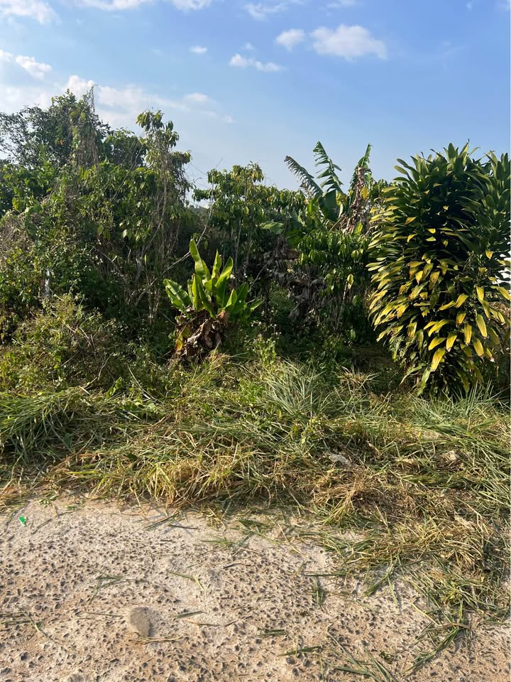 Đất nền 240m² tại xã Lộc Châu, Bảo Lộc - Giá chỉ 1.05 tỷ, mặt tiền đường bê tông!