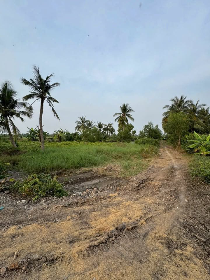 Đất thổ cư 10.000m² tại Tân Bữu, Bến Lức - Giá 18 tỷ - Cơ hội đầu tư hiếm có!