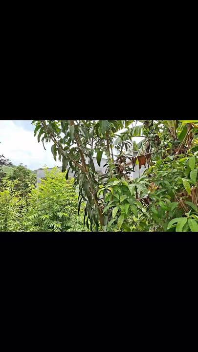 Đất vườn Diên Xuân 509m² giá 699 triệu - Sẵn sàng đầu tư ngay!