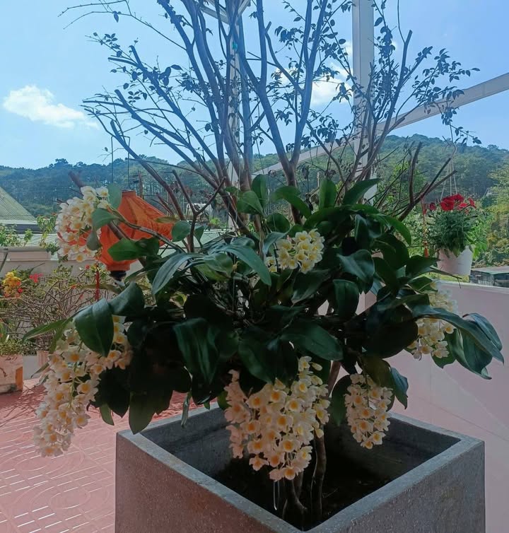 Đất ở Đà Lạt 500m² giá 25 tỷ - Tiềm năng đầu tư cao!