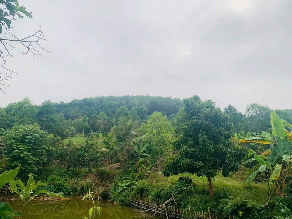 Trang trại 2ha tại Bình Sơn, Phổ Yên giá 7 tỷ - Cơ hội đầu tư hiếm có!