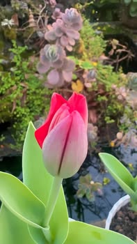 Bán Nhà 2 Tầng TDP Nam Thượng, TP Huế 62m² - Vị trí đẹp, Sổ hồng chính chủ!