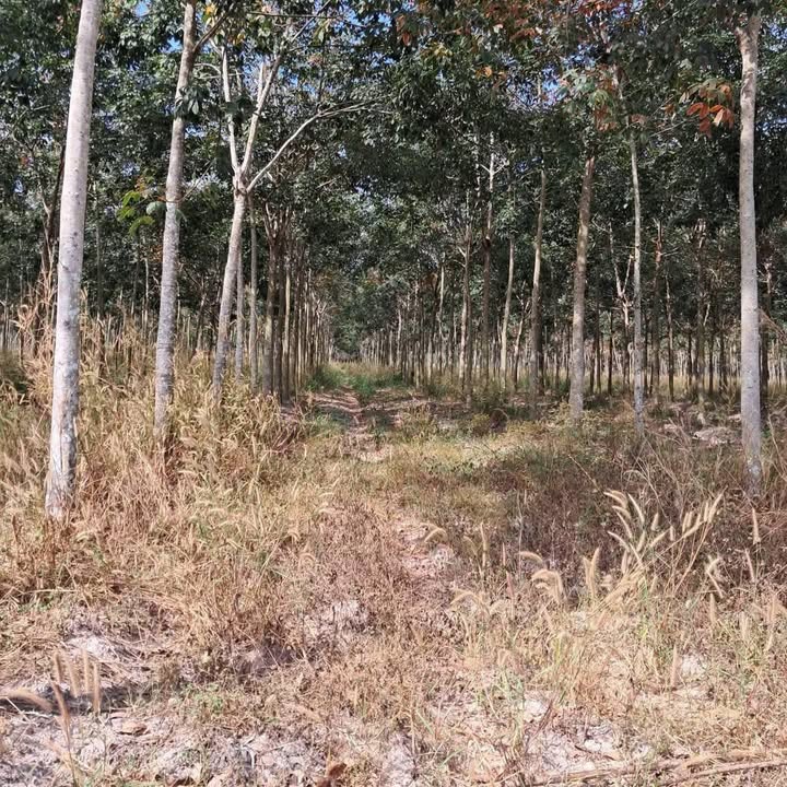 Đất Farm cao su 1 mẫu tại Thạnh Bình, Tân Biên - Giá chỉ 1.2 tỷ!