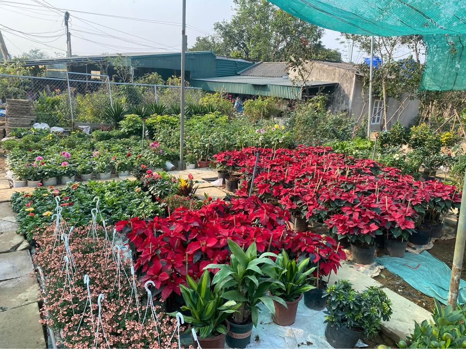 Lô đất 2 mặt tiền Bắc Sơn Bỉm Sơn 86m² chỉ 1 tỷ - Đầu tư sinh lời ngay!