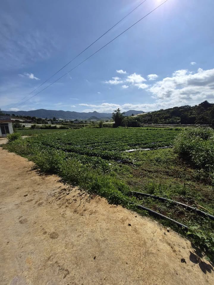 Đất thổ cư 800m² tại Quảng Lập - Đơn Dương, Lâm Đồng giá 650 triệu - Cơ hội đầu tư hấp dẫn!