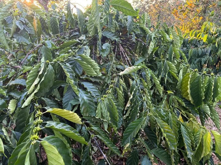 Đất nông nghiệp Tân Thành Lâm Đồng 5000m² giá 1.1 tỷ - Đầu tư sinh lời lý tưởng!