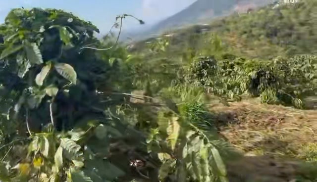 Farm 6 sào tại Đông Thanh, Lâm Hà giá 3 tỷ - Sổ đỏ đầy đủ, điện nước sẵn sàng!