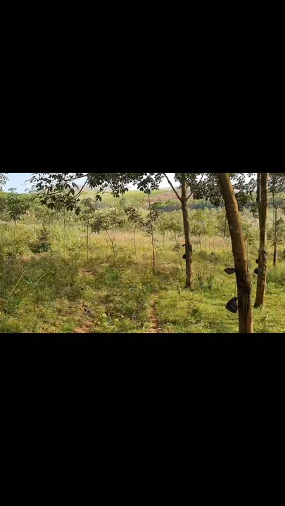 Farm 5,5ha tại Tuy Hòa, Phú Yên giá chỉ 800 triệu - Cơ hội đầu tư hấp dẫn!