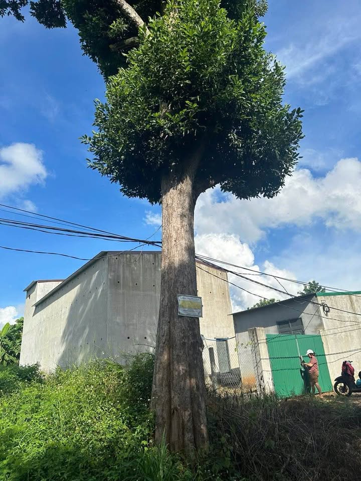 Nhà mặt tiền đường nhựa xã Ea Kiết 280m² giá 3.1 tỷ - Nguồn thu nhập ổn định!