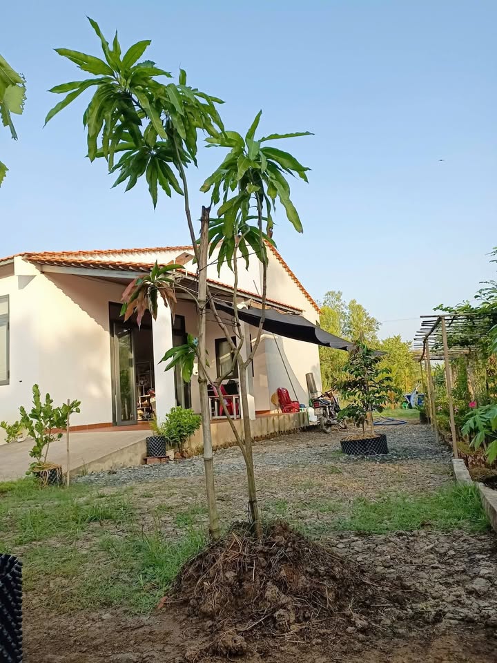 Farm Ấp Bồ Đề Kiểng Phước 1400m² giá 1.35 tỷ - Không khí trong lành, thiên nhiên hòa quyện!